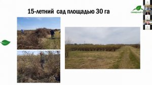 Закладка промышленного сада жимолости интенсивного типа площадью в 100 гектар. Виктор Карпов.