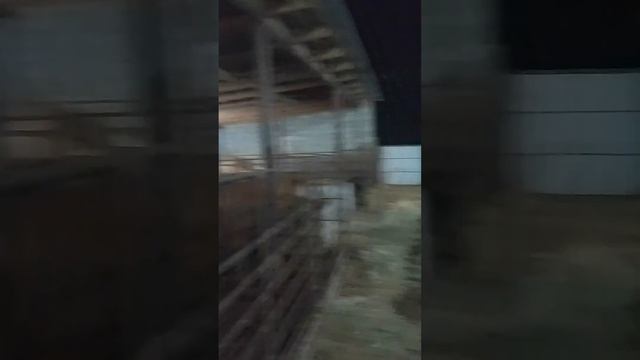 КФХ"Победа" Вольный прикорм смотреть онлайн