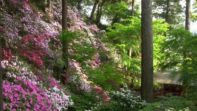 日本庭園つつじ新緑風景（2013年4月29日撮影） смотреть онлайн