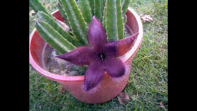 SUCULENTAS FLOR ESTRELLA STAPELIA GIGANTEA DJ KIKITO смотреть онлайн