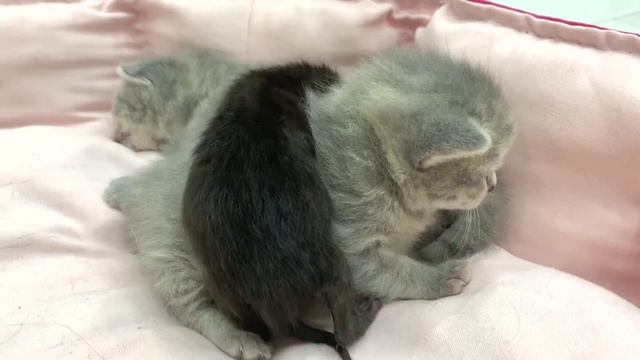 Adopted kitten eats mom cat's milk and is growing in weight смотреть онлайн