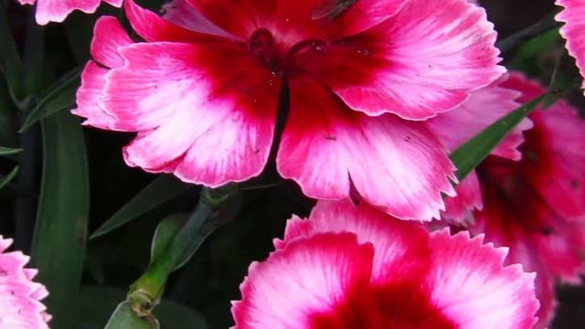 Beautiful flowers. Canon sx700 hs/ 2015. смотреть онлайн