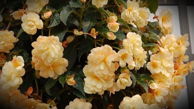 Ампельная бегония: популярные виды, фото и названия смотреть онлайн