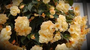 Ампельная бегония: популярные виды, фото и названия