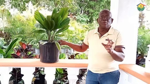 CUIDADO Y MANTENIMIENTO DE LA PALMA LICUALA O ABANICO смотреть онлайн