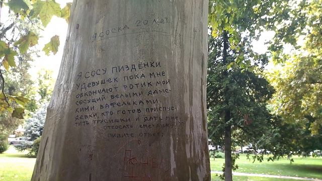 16.08.2022. Россия. Краснодар. Кубанская соска. Объявление на платане. Улица Красная смотреть онлайн