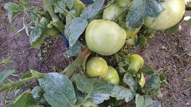 Низкорослый сорт томата "Сам растёт" смотреть онлайн