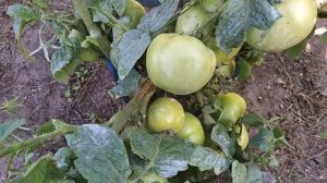 Низкорослый сорт томата "Сам растёт"