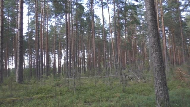"Лоси, змея и черника..." Просто прогулка по реке и лесу. 21 июля 2021 года. смотреть онлайн
