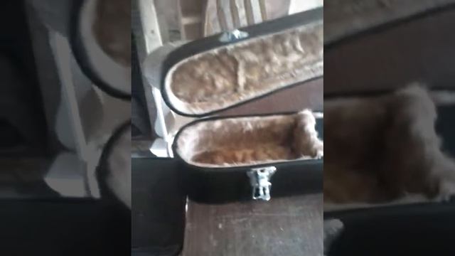 Estuche Rigido para Guitarra Clasica смотреть онлайн