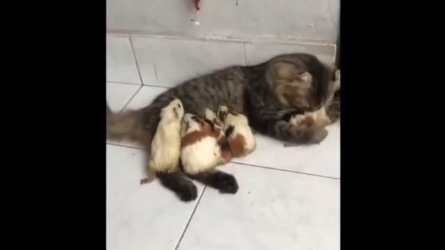 Приколы с котами с озвучкой! СМЕШНЫЕ КОТЫ! Самые смешные животные! #приколыскотами