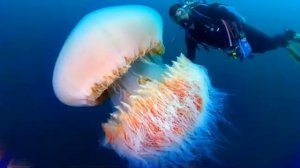 Морские обитатели для детей. Медузы. Португальский кораблик.