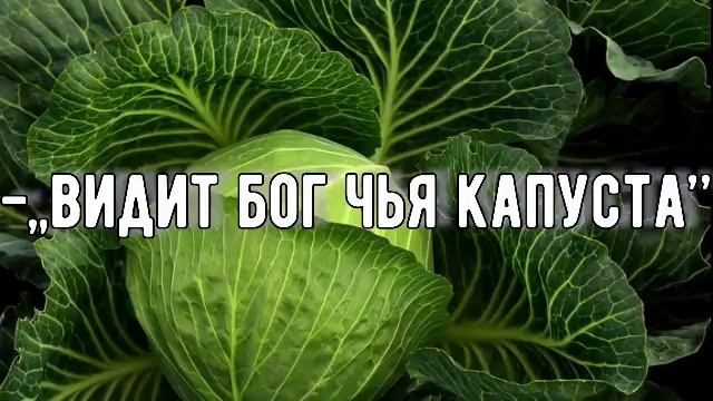 КАК ОЧЕНЬ СКРОМНЫЙ БРАТ?РАСКРЫЛ ТАЙНУ ВКУСНЫХ ГОЛУБЦОВ ? смотреть онлайн
