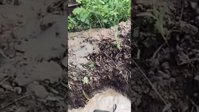 Промывка абиссинки смотреть онлайн