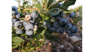 Сорт голубики высокорослой «Блюрей»