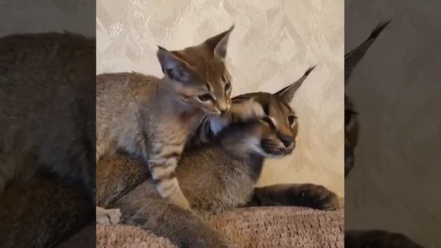 Каракет ф2 Настурция и каракет ф1 75% Джудит