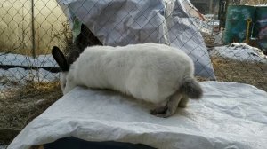 Немного о породе. Калифорнийский кролик/Дом в Сибири