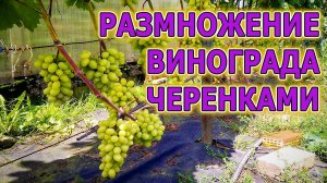 Как укоренять виноградные черенки в воде. Как выращивать саженцы винограда. Виноградарство.