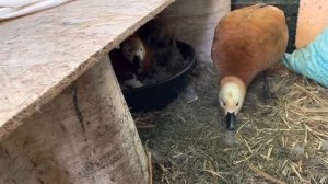 Ruddy Shelduck. Рыжая утка огарь. Вылупились птенцы