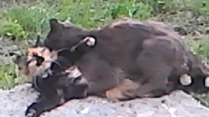 Как трахуются кошки