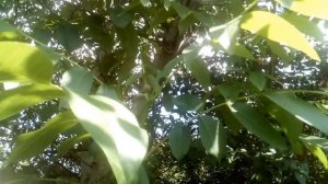 грецкий орех на моем участке