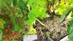 Красное ожерелье, томат. Независимое тестирование Семена Алтая