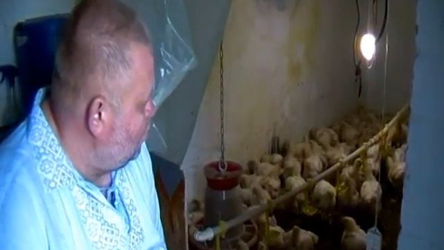 Выращивание бройлера РОСС 308 (ROSS 308) в домашних условиях смотреть онлайн