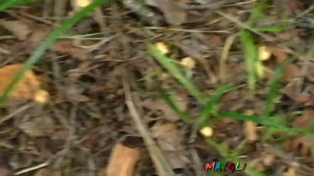 Грибы Лисички и Неизвестный Грибочек смотреть онлайн