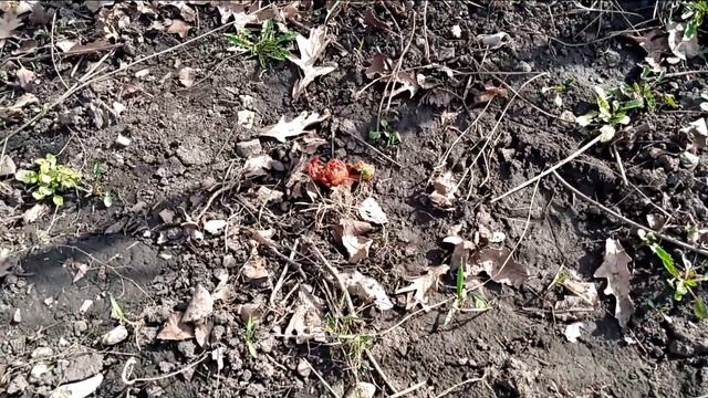 Открытие дачного сезона 2023 года. смотреть онлайн