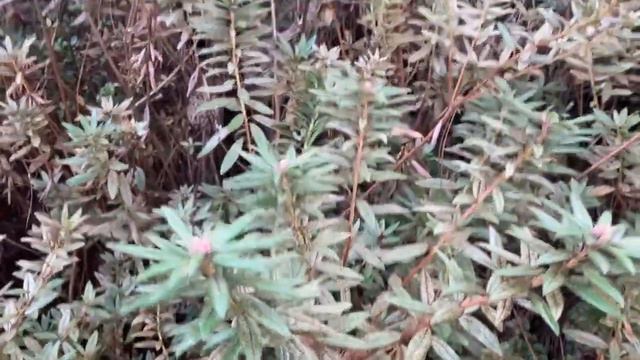 Rhododendron columbianum, Ericaceae смотреть онлайн