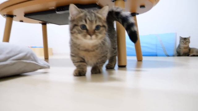 Kitten Lili is reckless when she challenges the strongest mother cat to a fight смотреть онлайн