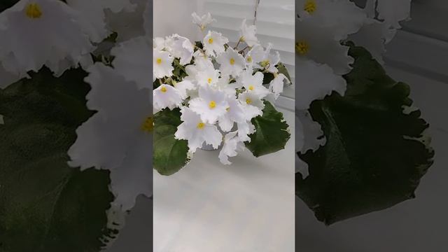 Фиалка OS-Танец Маленьких Лебедей смотреть онлайн