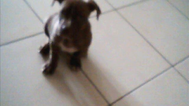 pitbull tyson смотреть онлайн