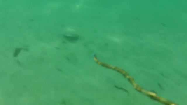 приморье 2013 или как ловить рыбу с помощью палки и гвоздя. смотреть онлайн