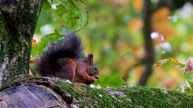Расслабляющая музыка для медитации и сна - Relaxing Music for Meditation, Sleep. Squirrel
