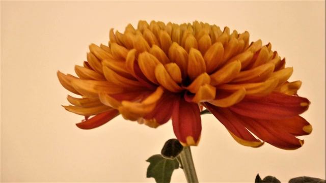 chrysant (CD 40 nr. 1) смотреть онлайн
