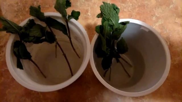 Мята начало эксперимента укоренение на подоконнике и под фитосветильником смотреть онлайн
