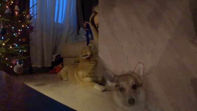 VLOG: Делаем прививку/Украшаем ЕЛКУ/Выходные смотреть онлайн
