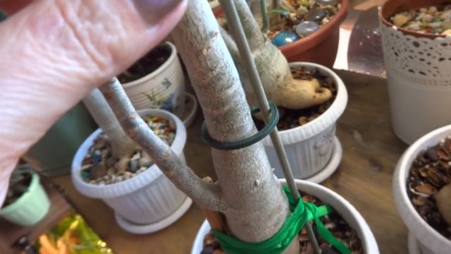 Комнатные цветы/растения. Обзор моего комнатного садика. Спальня 3 ч. Февраль 2019г. смотреть онлайн