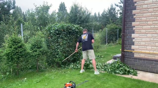 Chokeberry hedge trimming. Арония черноплодная или черноплодная рябина. Формирующая стрижка. смотреть онлайн