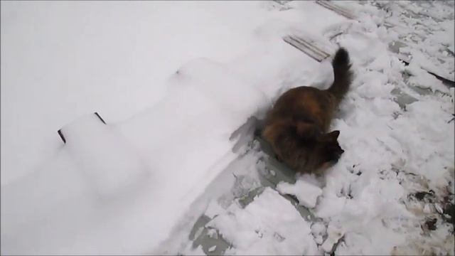 #Кошки на даче. Зимние радости. смотреть онлайн