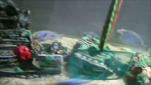 We got 490 fry from four dolphins ???? смотреть онлайн