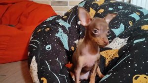 Щенки пражского крысарика играют. Питомник пражских крысариков Little Beast 🐾