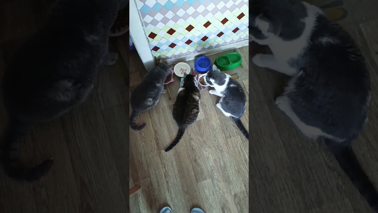 Кушаем дружно. Мася, Мура и Мурзик.#лайк #кот #мурзик #питомцы #кошка #еда #котики #вместе #прикол смотреть онлайн
