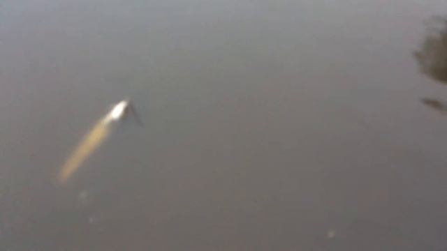 Сом смотреть онлайн