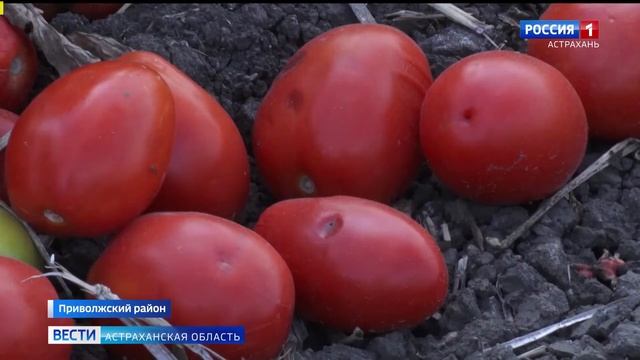 В Астраханской области обследуют земли сельхозназначения смотреть онлайн