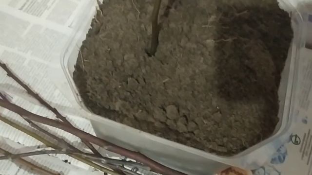 Черенкование алычи и сливы. Алычу можно размножать ветками! смотреть онлайн