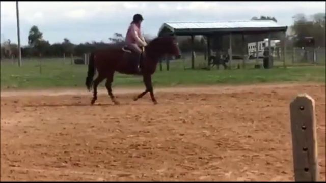Sky High Equestrian Center Presents: Bravo смотреть онлайн