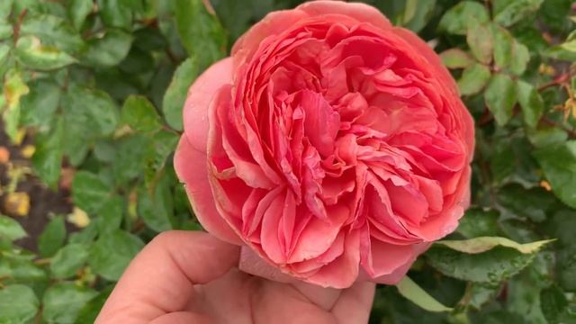 Розы Rosen Tantau 13 сортов смотреть онлайн