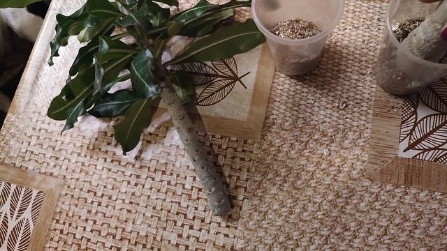 Черенки в ноябре 2023, часть 2, первые сложности смотреть онлайн